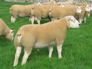 Как разводить породу овец