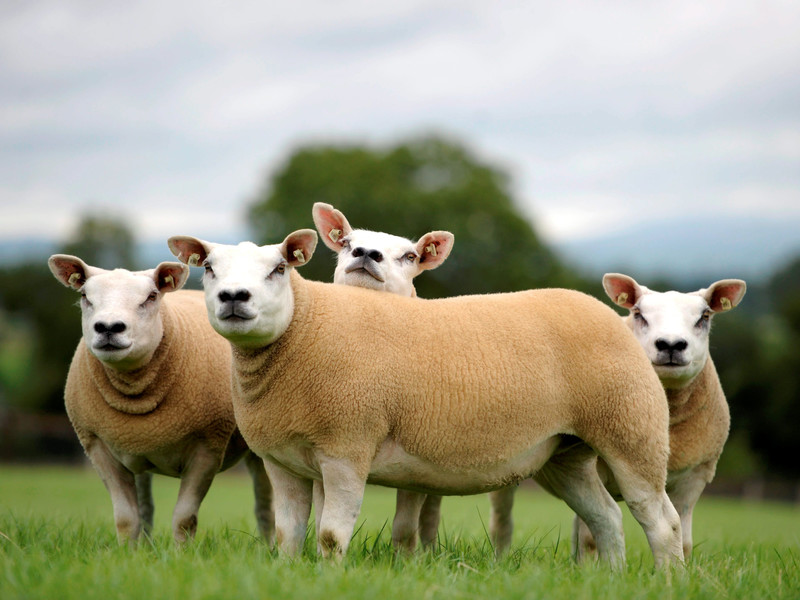 Особенности овец породы тексель
