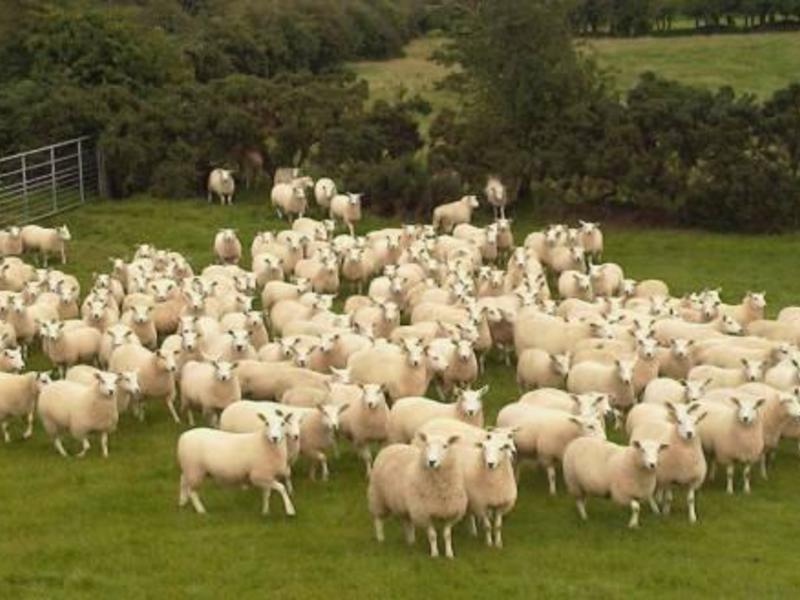 Как вырастить овец