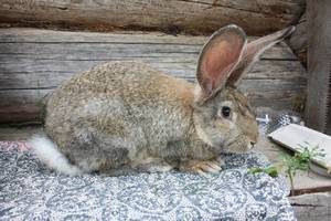 Кролик фландр: характеристика породы