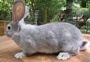 Кролик фландр: ценные свойства породы