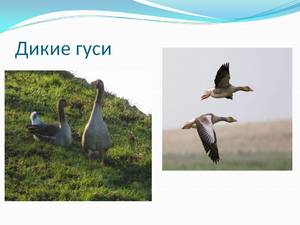 Характеристики диких гусей