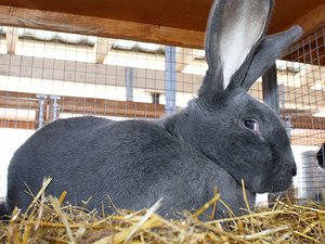 Порода кроликов ризен: история