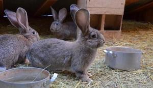 Кролики ризен: особенности содержания