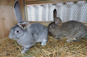 Кролики ризен: кормление