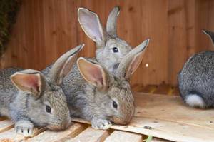 Кролики ризен: разведение