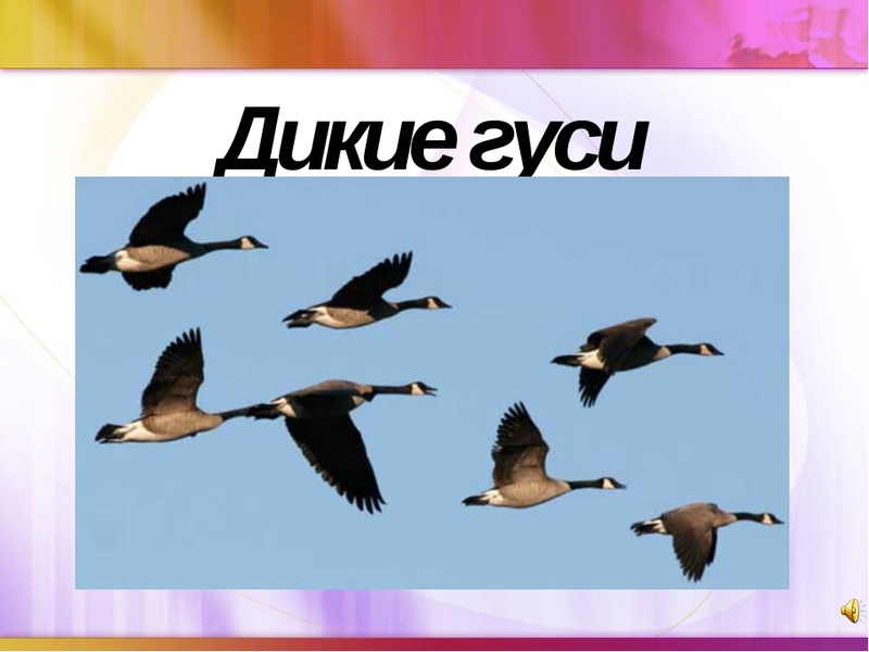 Размножение диких гусей