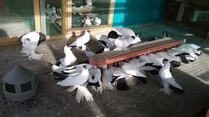 Особенности разведения голубей