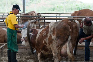 На одной из молочных ферм в Словакии я увидел, как происходит искусственное осеменение