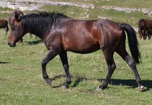 Карачаевские лошади грациозные и благородные
