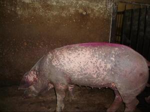 Заразные заболевания свиней