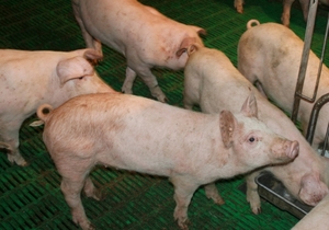 Диагностика заболевания у свиней