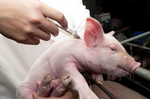 Какими болезнями болеют свиньи