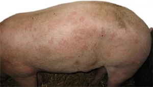 Признаки заболевания свиней