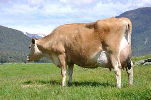 Характеристики джерсейских коров