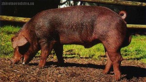 Содержание свиней породы Дюрок