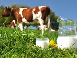 Как узнать о жирность молока