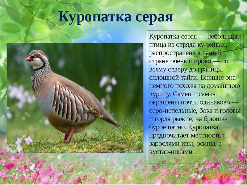 Описание птицы