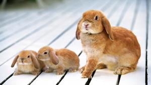 Развитие крольчат