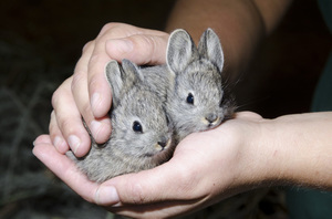 Крольчата развиваются