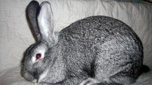 Содержание кроликов серый великан