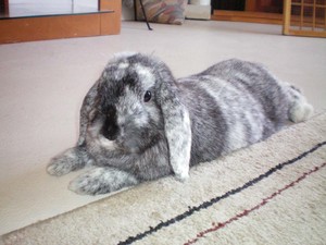 Домашнее содержание кроликов породы серый великан