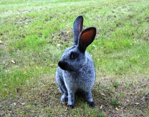 Кролики Серый великан: описание, уход и размножение