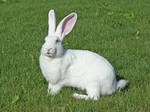 Характеристика породы кроликов белый великан