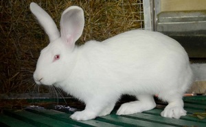 Описание породы кроликов белый великан