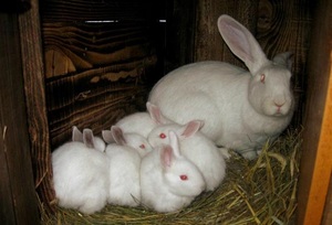 Нюансы разведения кроликов породы белый великан