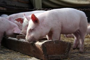 Описание свиней