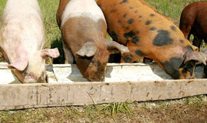 Процесс одомашнивания свиней