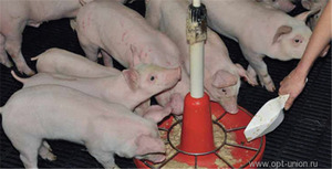 Питание свиней
