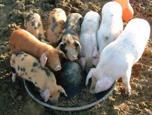 Чем питаются свиньи