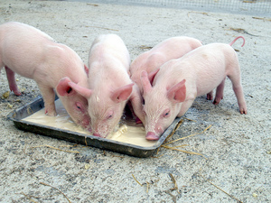 Всеядность свиней