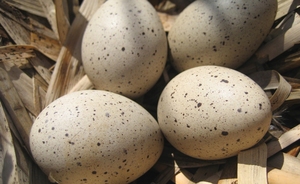 Утиные и гусиные яйца