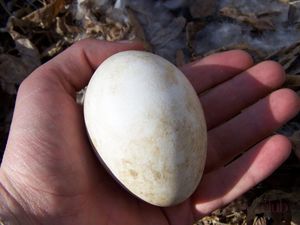 Гусиные яйца: польза и вред, состав