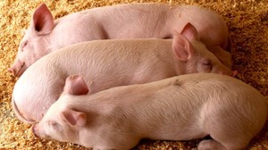 Разведение свиней в домашних условиях для начинающих как бизнес
