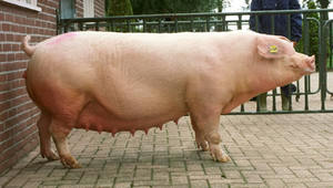 Порода свиней ландрас фото