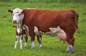 Методы определить возраст коровы