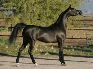 Арабская лошадь: разновидности породы 