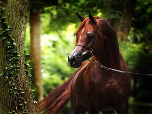 Чистокровная Арабская лошадь 