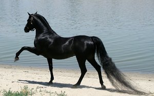 Арабская лошадь:  описание скакуна