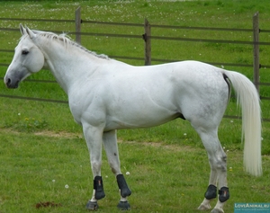 Англо-арабская лошадь 