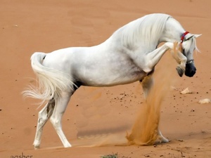 Арабская  лошадь - белая