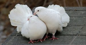 Голуби для размножения: все о выборе пары
