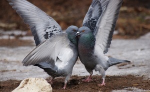 Как сформировать пары голубей