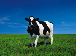 Породы коров