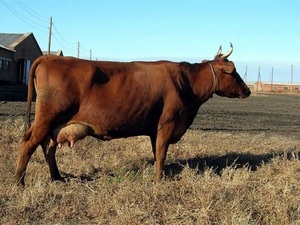 Черно-пестрая молочная порода коров 