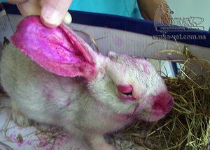 Как лечить поголовье кроликов